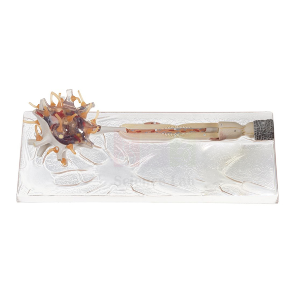 Dissectible Human Neuron